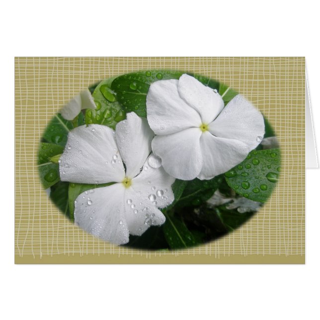 Fleurs Impatiens Blanches (Devant horizontal)