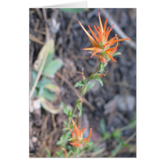 Fleurs inconnues dans le Parc national de Sequoia