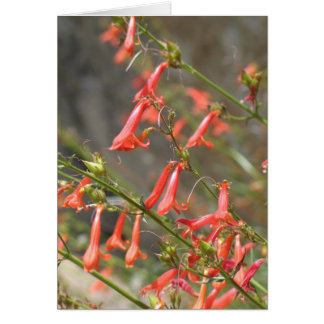 Fleurs inconnues, Kings Canyon/Sequoia