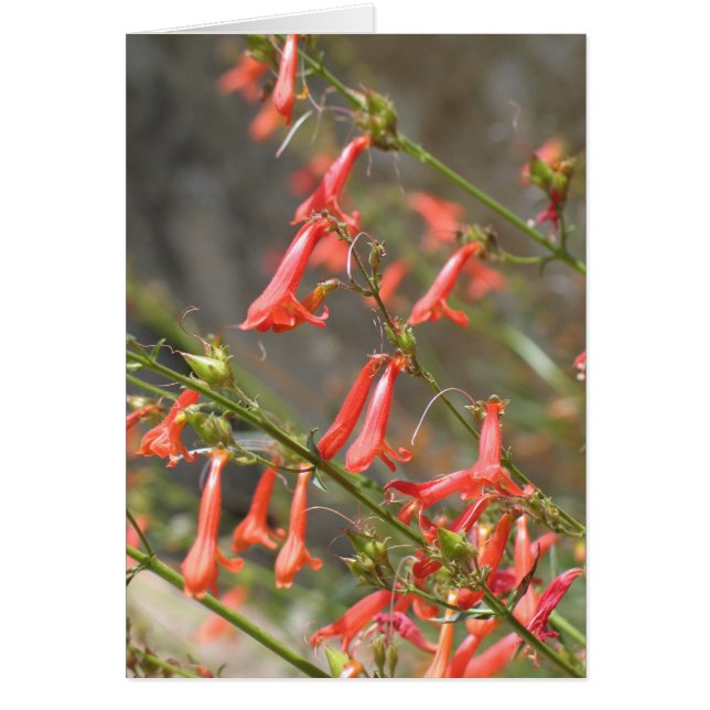 Fleurs inconnues, Kings Canyon/Sequoia (Devant)