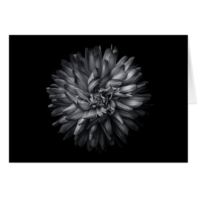 Fleurs jardins En Noir Et Blanc 20 (Devant horizontal)
