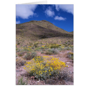 Fleurs jaunes dans la vallée de la Mort