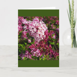 Fleurs - Lilacs dans la carte du jardin
