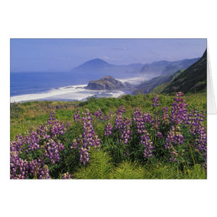 Fleurs lupines et littoral accidenté le long