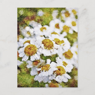 Fleurs marguerites blanches - Cartes postales de p
