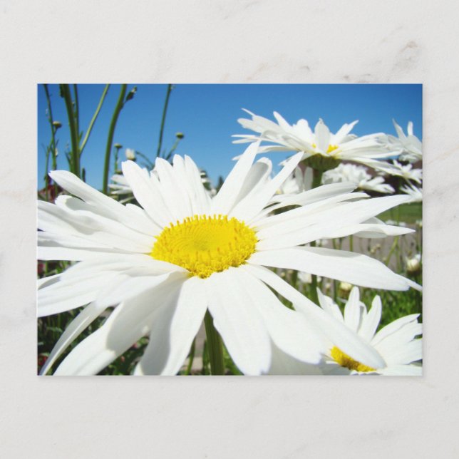 Fleurs marguerites blanches Cartes postales du jar (Devant)
