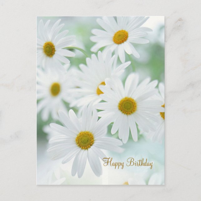 Fleurs marguerites - Carte postale Anniversaire (Devant)
