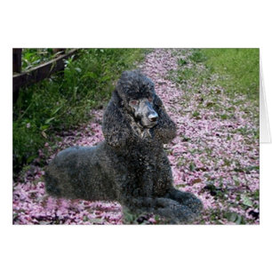 Fleurs noires de carte de caniche