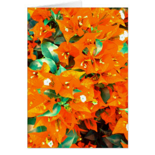 Fleurs oranges vibrantes de bouganvillée