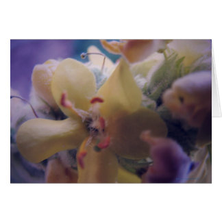 Fleurs Pastel