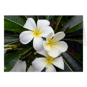 Fleurs Plumeria blanches et jaunes