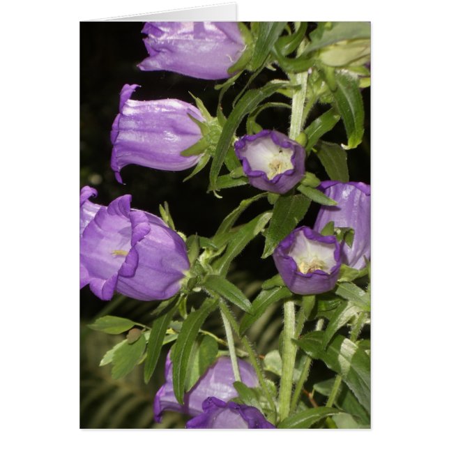 Fleurs pourpres de Giverny (Devant)