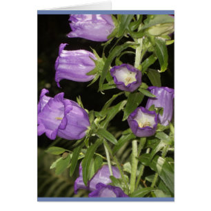 Fleurs pourpres de Giverny