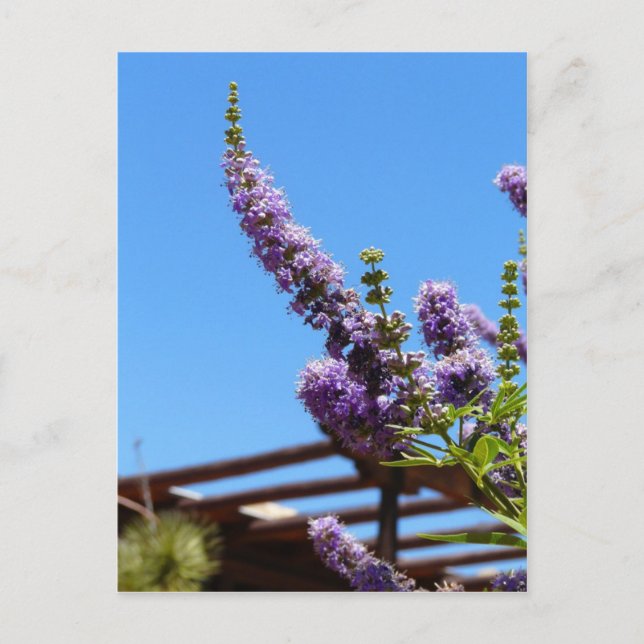 Fleurs pourpres du désert Carte postale (Devant)