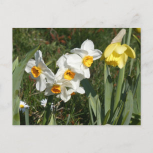 Fleurs printemps ensoleillées do-it-yourself carte