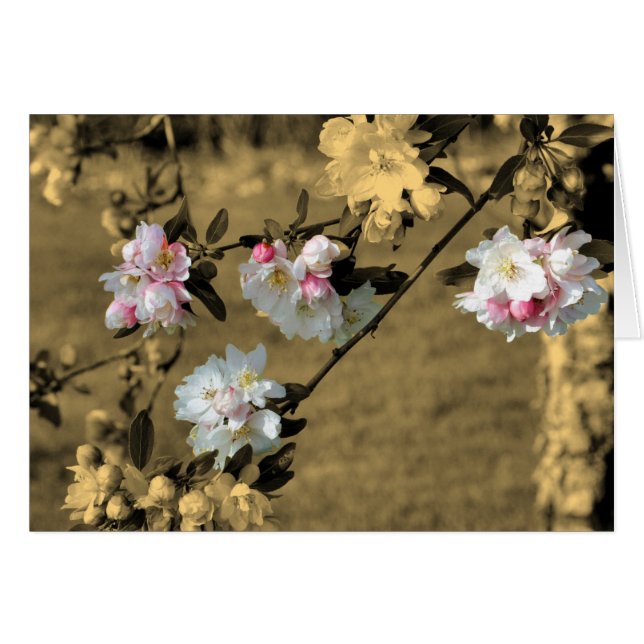 Fleurs Printemps Sur La Carte Fleur Sepia (Devant Horizontal)