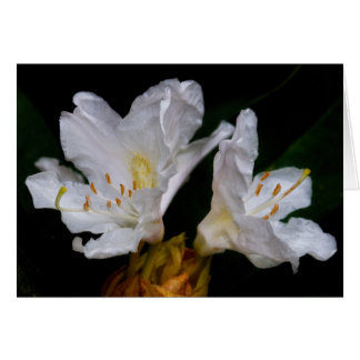 Fleurs Rhododendron