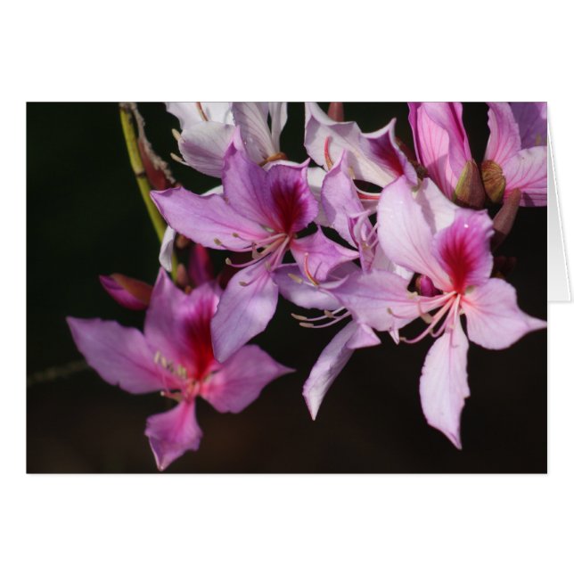 Fleurs roses (Devant horizontal)