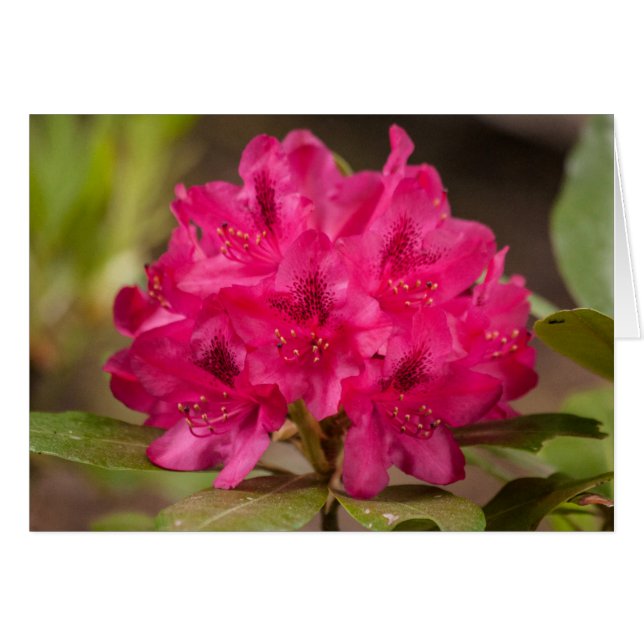 Fleurs roses chaudes Rhododendron Floral Custom (Devant horizontal)