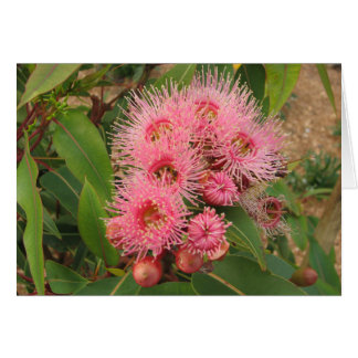 Fleurs roses de gomme