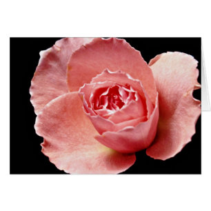 Fleurs roses de Sonia