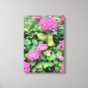 Fleurs roses Hydrangea Impression simple