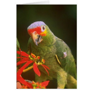fleurs Rouge-couronnées de perroquet