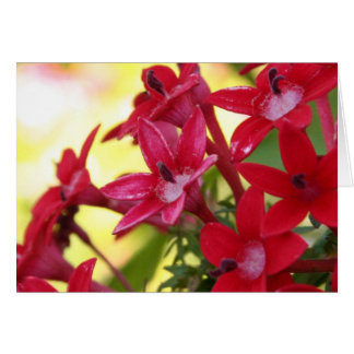 Fleurs rouges