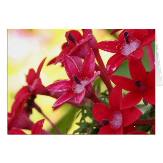 Fleurs rouges (Devant horizontal)