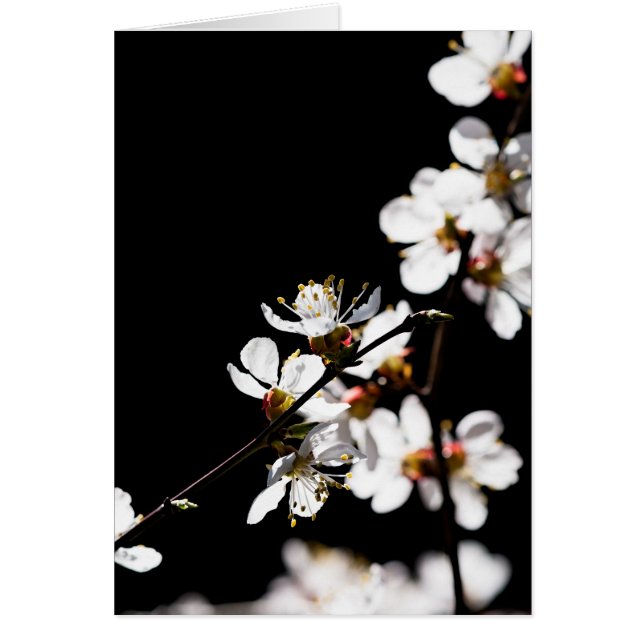 Fleurs Sakura (Devant)