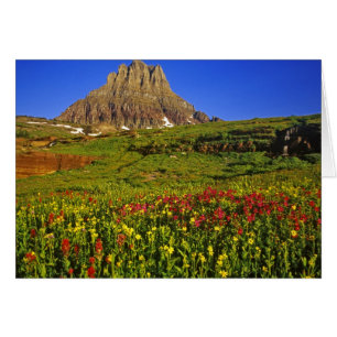 Fleurs sauvages alpines à Logan Pass dans Glacier