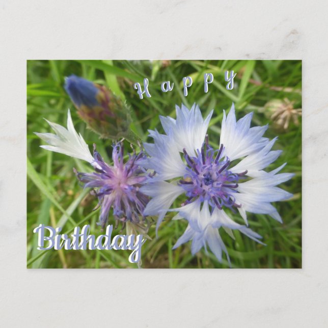 Fleurs sauvages : Carte d'anniversaire aux Bleuets (Devant)