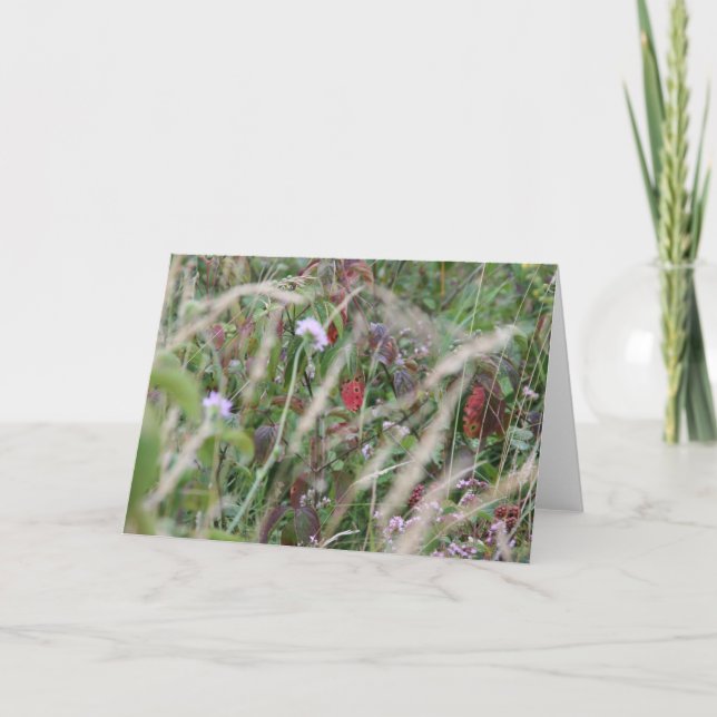 Fleurs sauvages, carte de voeux de collines de (Devant)