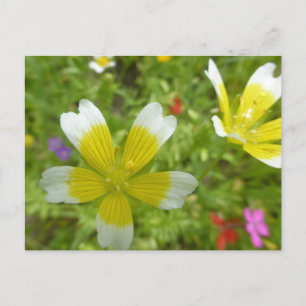 Fleurs sauvages : Carte postale do-it-yourself jau