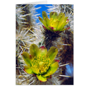 Fleurs sauvages de cactus Cholla argenté