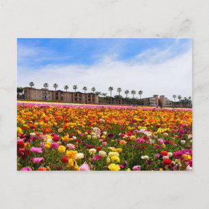 Fleurs sauvages de cartes postales à Carlsbad