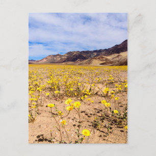 Fleurs sauvages de cartes postales dans Death Vall