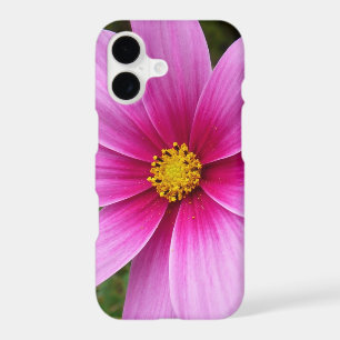 Fleurs sauvages de Cosmos rose