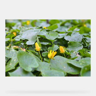 Fleurs sauvages de la forêt – Photographie botaniq