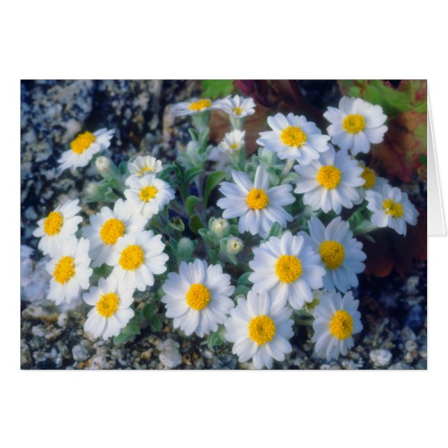 Fleurs sauvages de Marguerite laineuse (Devant horizontal)