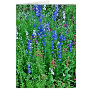 Fleurs sauvages du Texas
