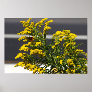 Fleurs sauvages jaunes avec affiche papillon