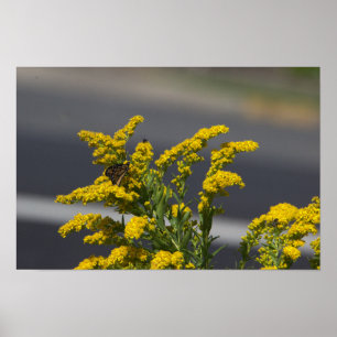 Fleurs sauvages jaunes avec affiche papillon