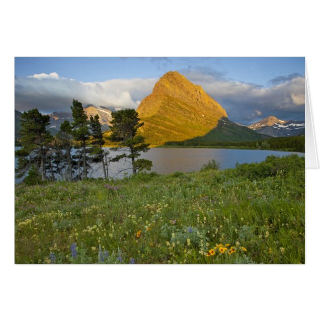 Fleurs sauvages le long du lac Swiftcurrent dans l (Devant horizontal)
