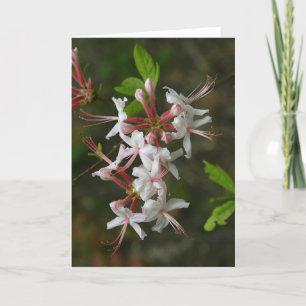 FLEURS SAUVAGES PA - Carte pour notes Azalea sauva