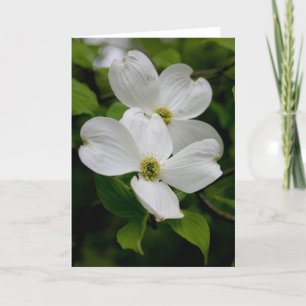 FLEURS SAUVAGES PA - Carte pour notes Dogwood