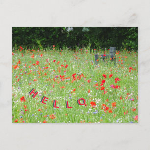 Fleurs Sauvages Poppies Bench HELLO Carte postale