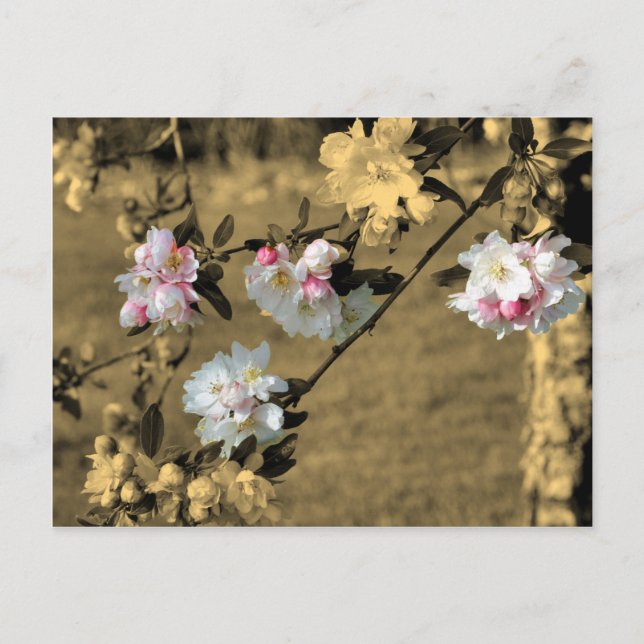 Fleurs sur la carte postale de fleur de sépia (Devant)