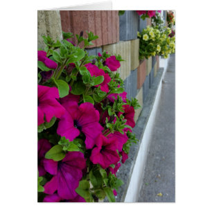 fleurs sur le trottoir