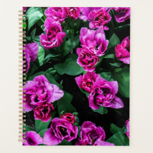 Fleurs tulipes roses